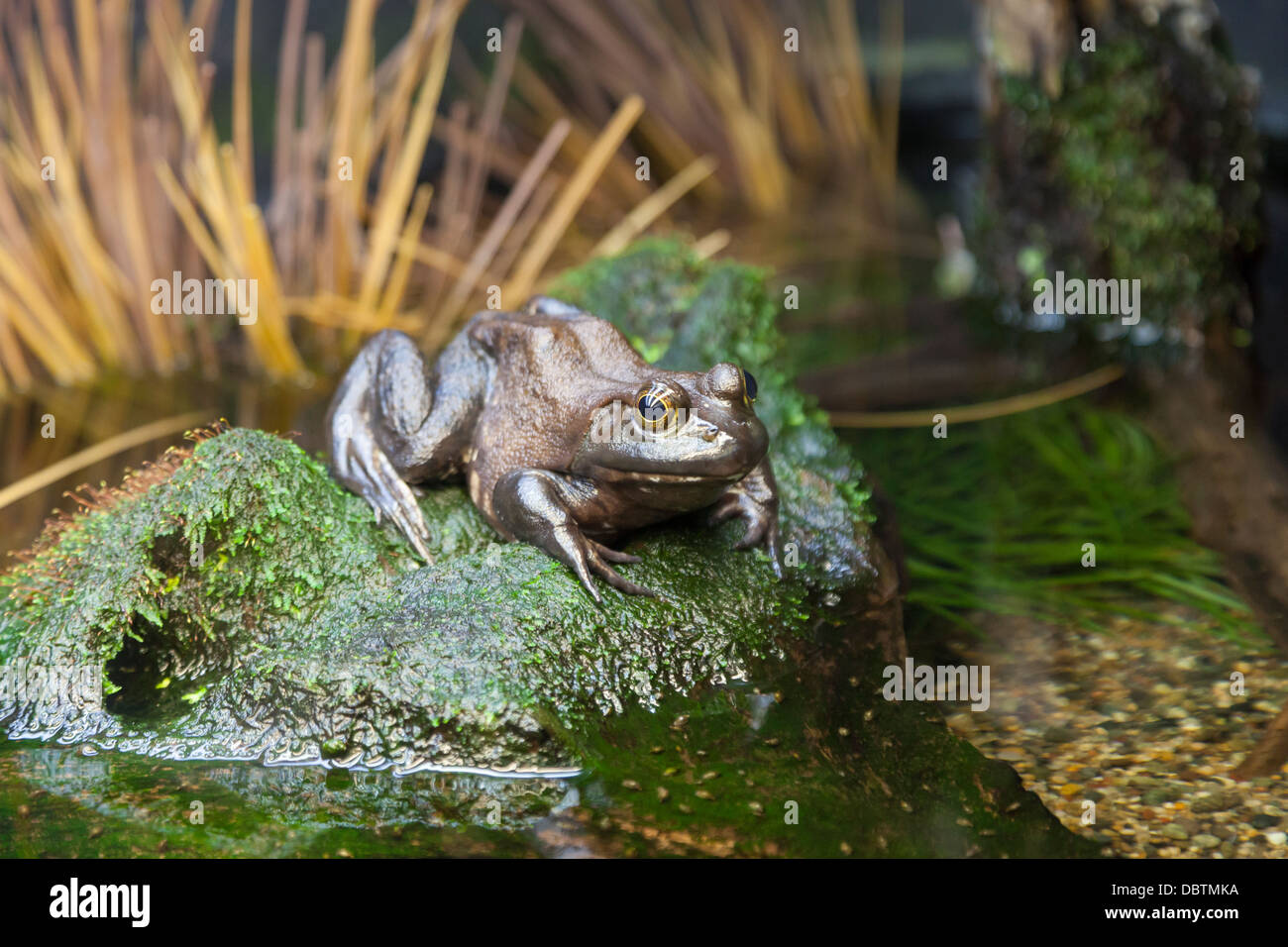 Vancouver aquarium hires stock photography and images Alamy