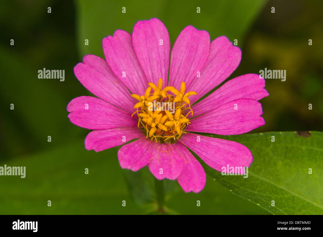 Macro Pink Straw flower Stock Photo Alamy