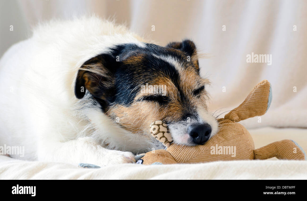 Cute One Year Old Jack Russel Terrier Puppy Folded Ears Stock
