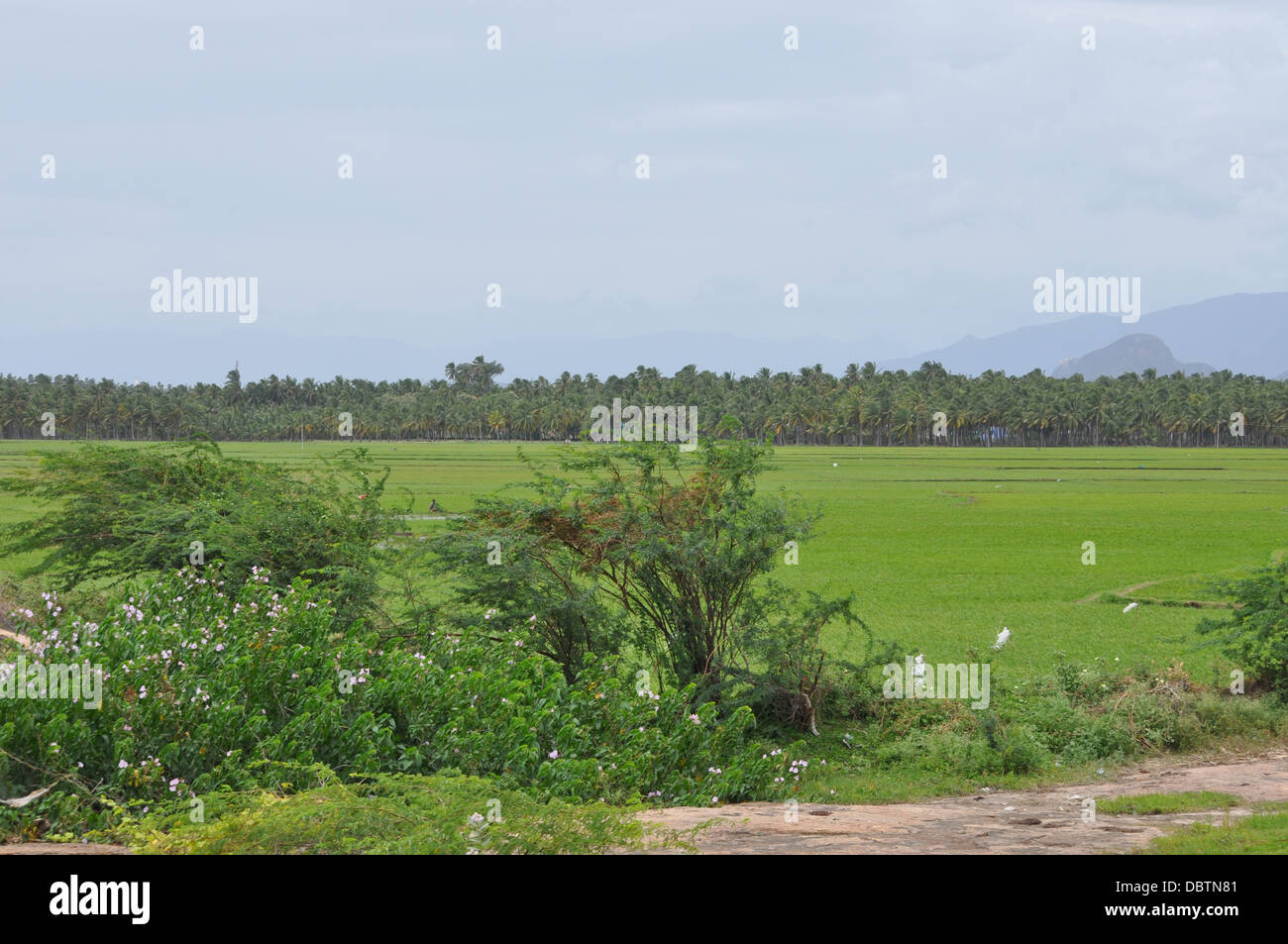 Tamilnadu Farmers High Resolution Stock Photography and Images - Alamy