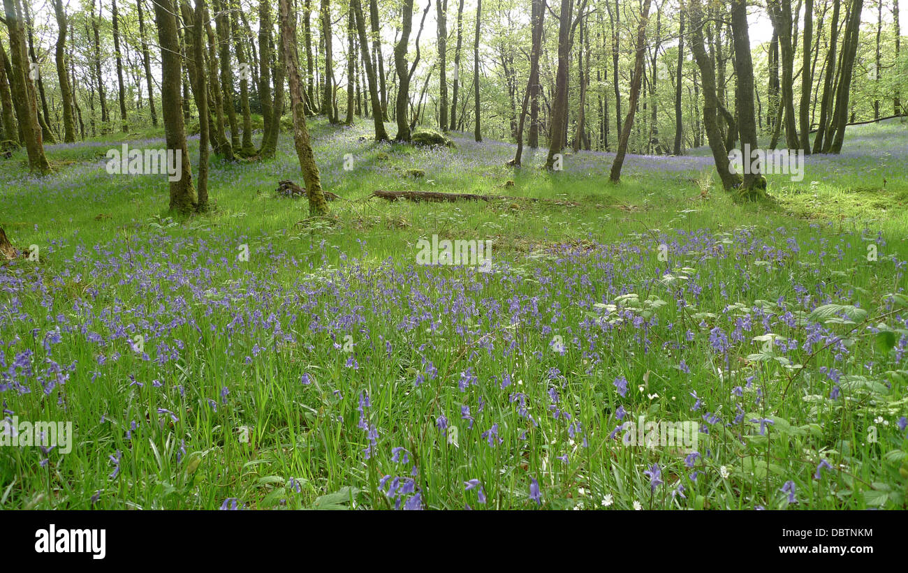 Bluebells in a forest in Dumfries and Galloway, Scotland. Stock Photo