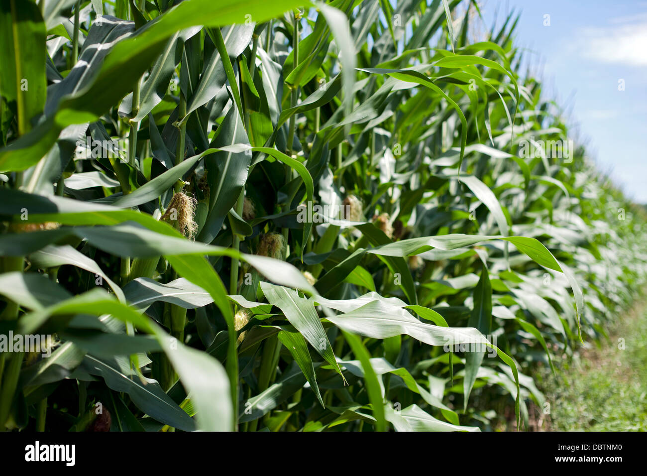 Sweet corn growing stalk hires stock photography and images Alamy