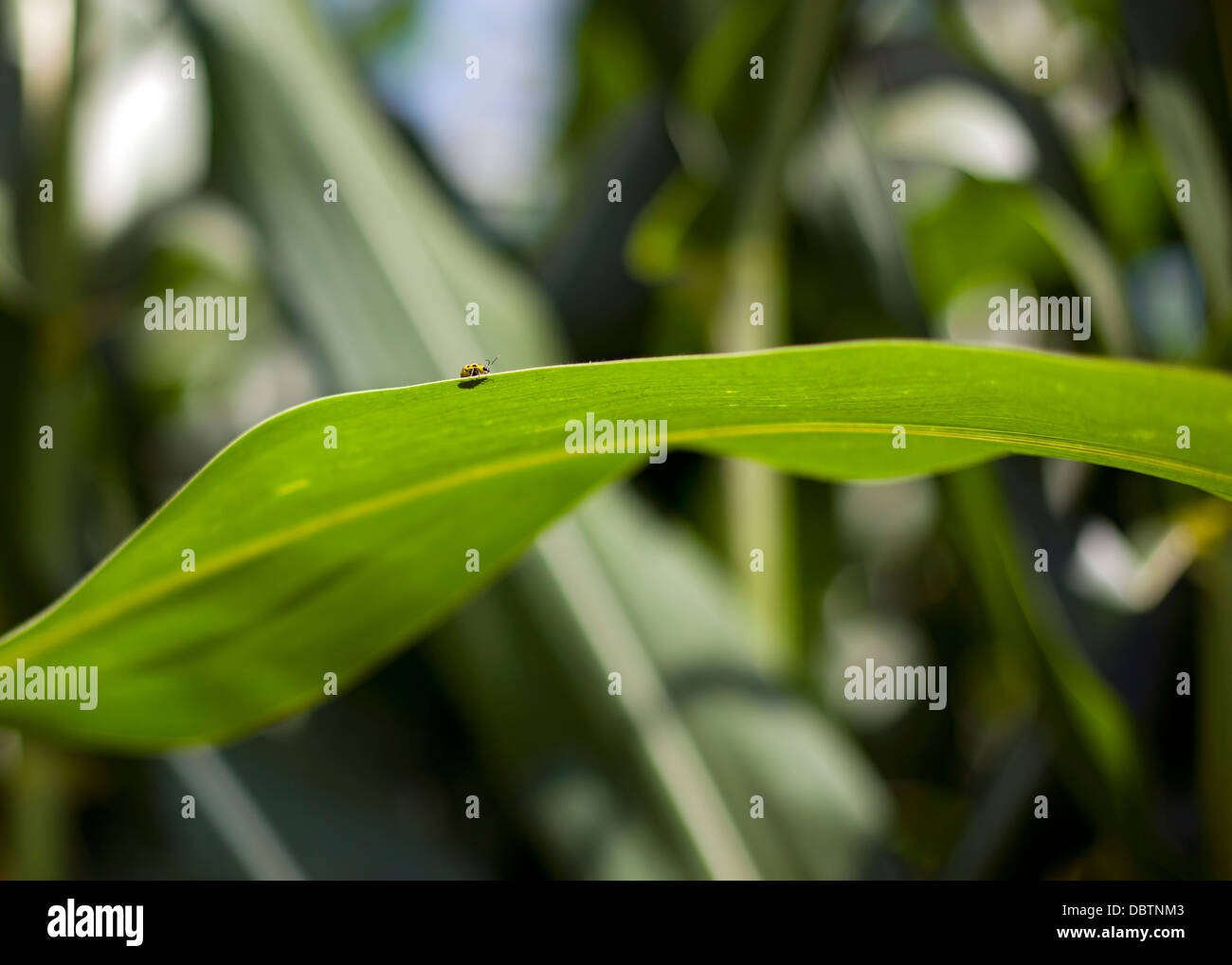 Little bug Stock Photo