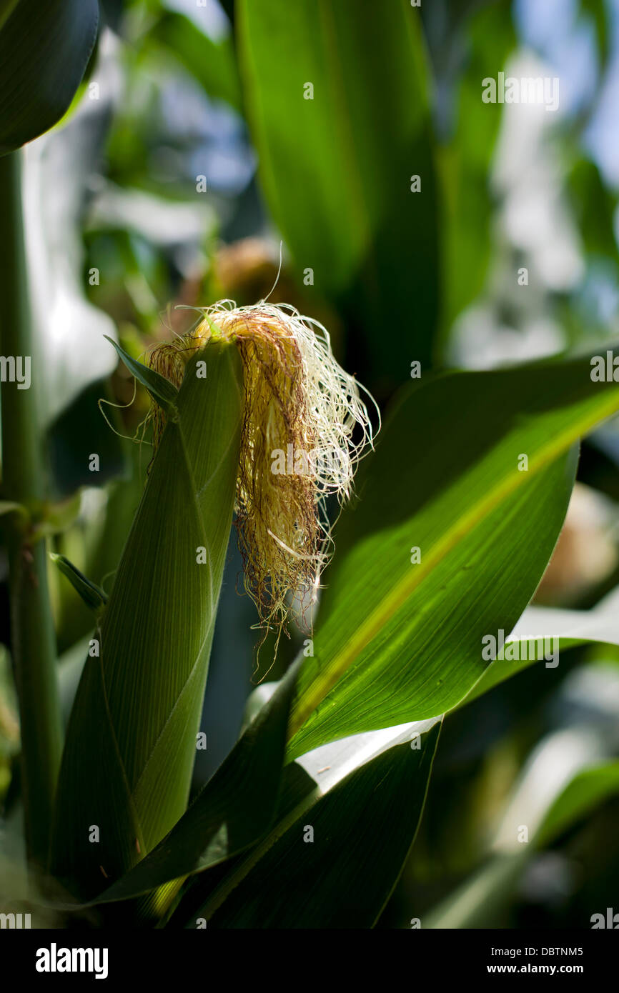 Sweet corn growing stalk hires stock photography and images Alamy
