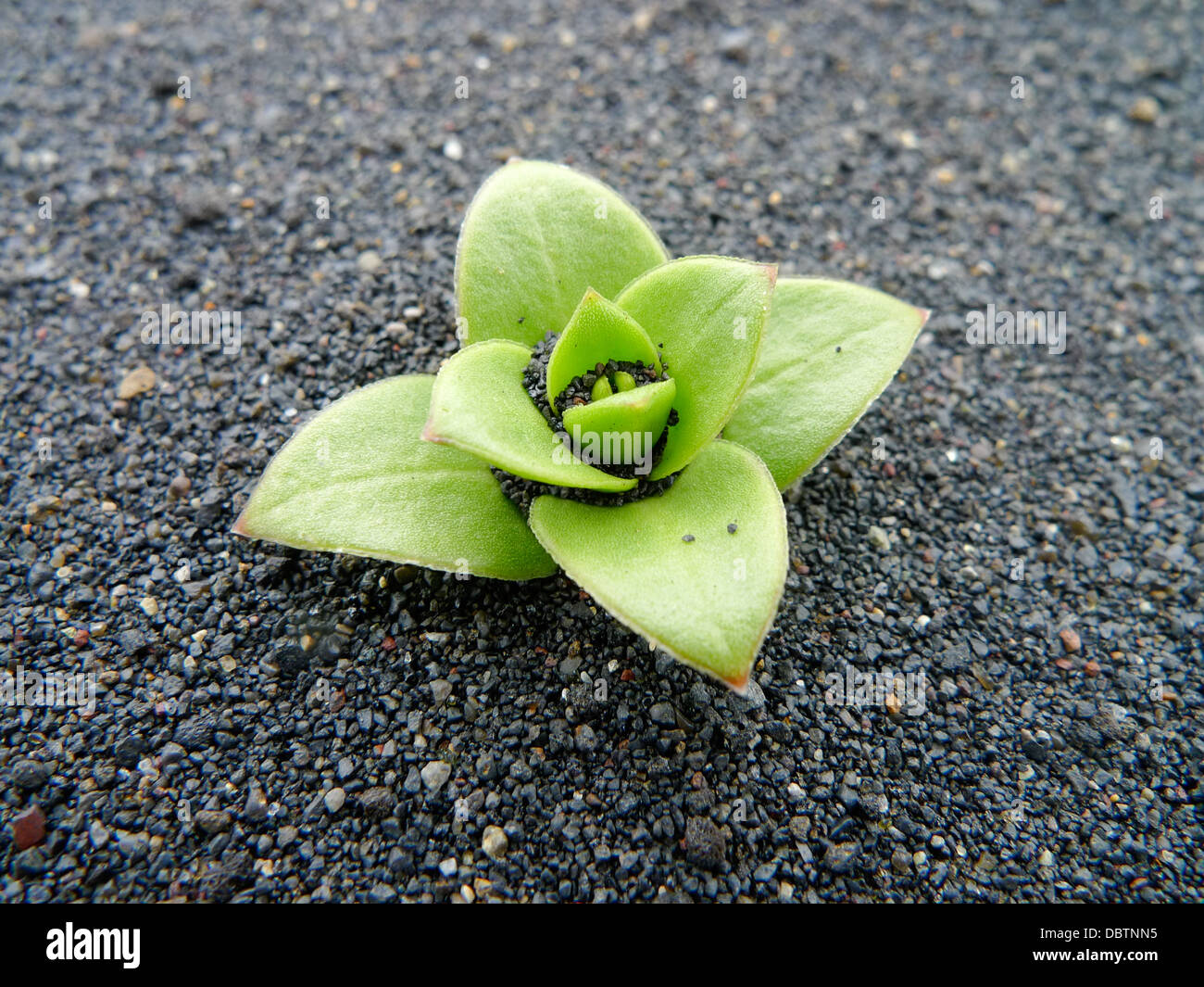 A small green plant growing on a volcanic sand beach in Vik, Iceland. Stock Photo