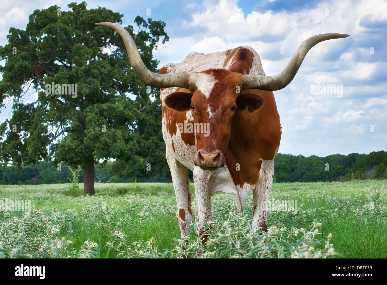 Closeup of Texas Longhorn grazing on the meadow Stock Photo