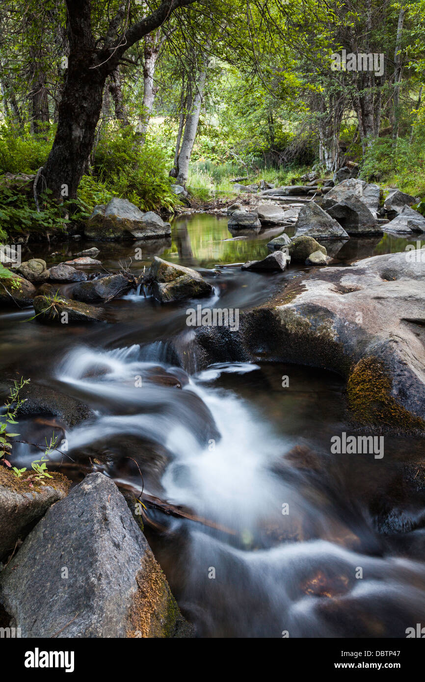 Calm flowing forest stream Stock Photo