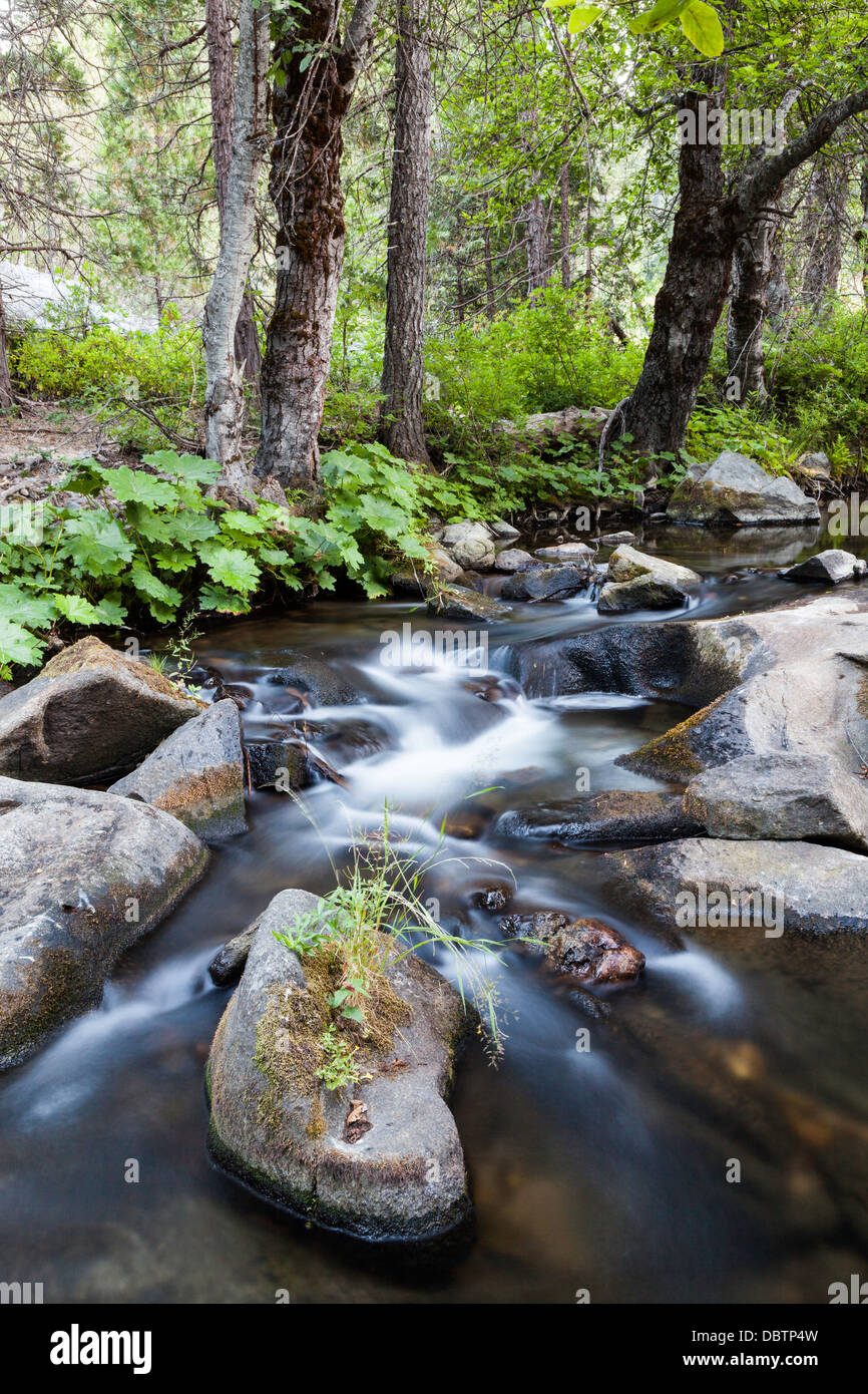 Fresh forest stream Stock Photo