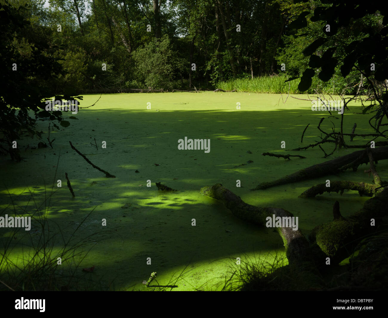 Dense algal bloom on the surface of a Summer pond, England, UK. Stock Photo