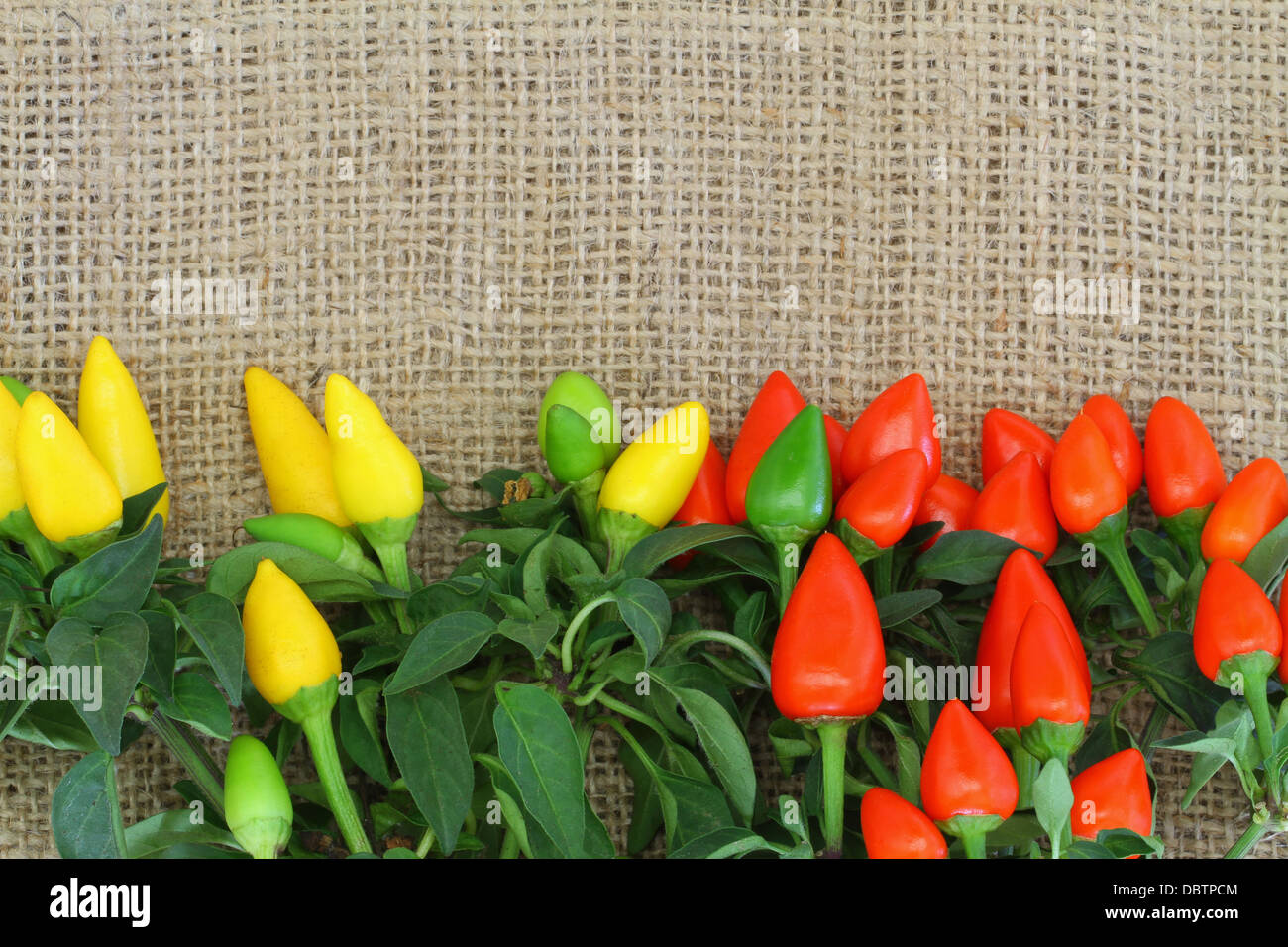 Hot red and yellow chili peppers on jute surface with copy space Stock ...