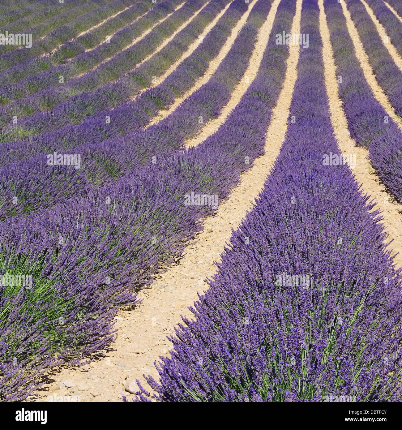 Lavendelfeld - lavender field 62 Stock Photo