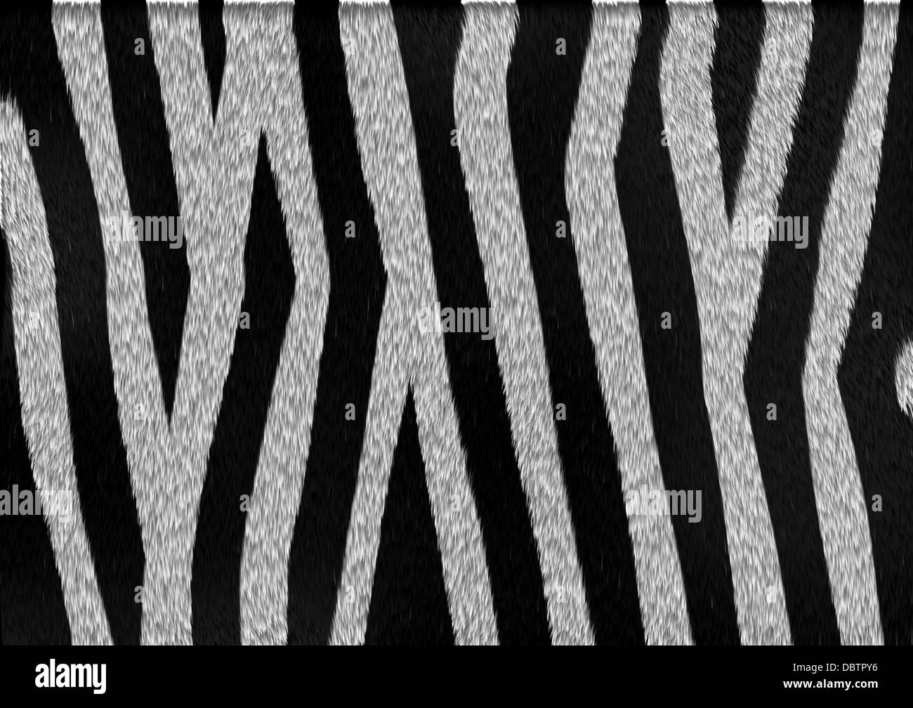 The texture and pattern of zebra skin and fur with black and white ...