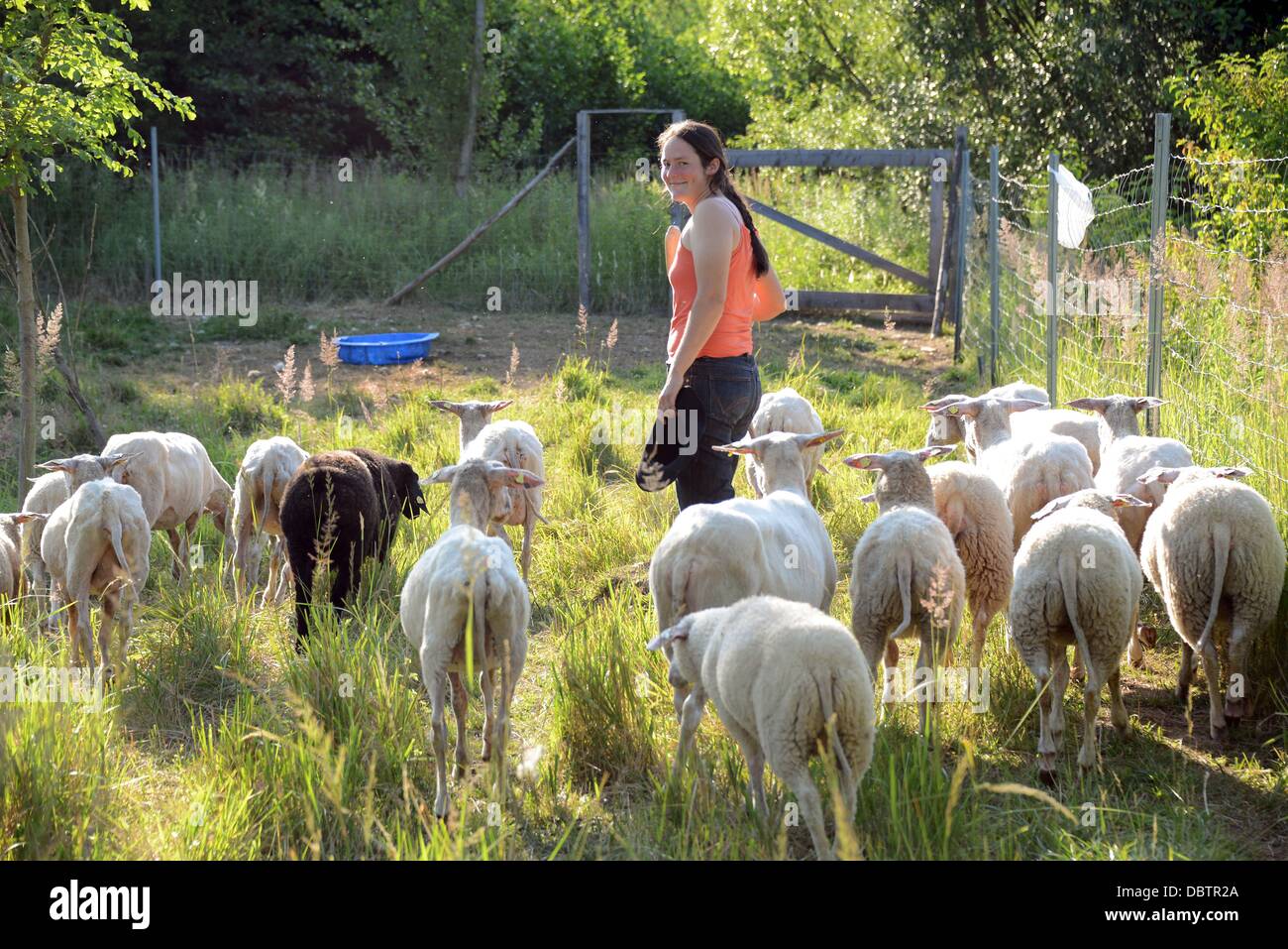 Leipzig, Germany. 08th July, 2013. The city shepherd Kerstin Doppelstein is pictured with her flock of sheep on a pasture at Cospudener Lake in Leipzig, Germany, 08 July 2013. Photo: Waltraud Grubitzsch/dpa/Alamy Live News Stock Photo