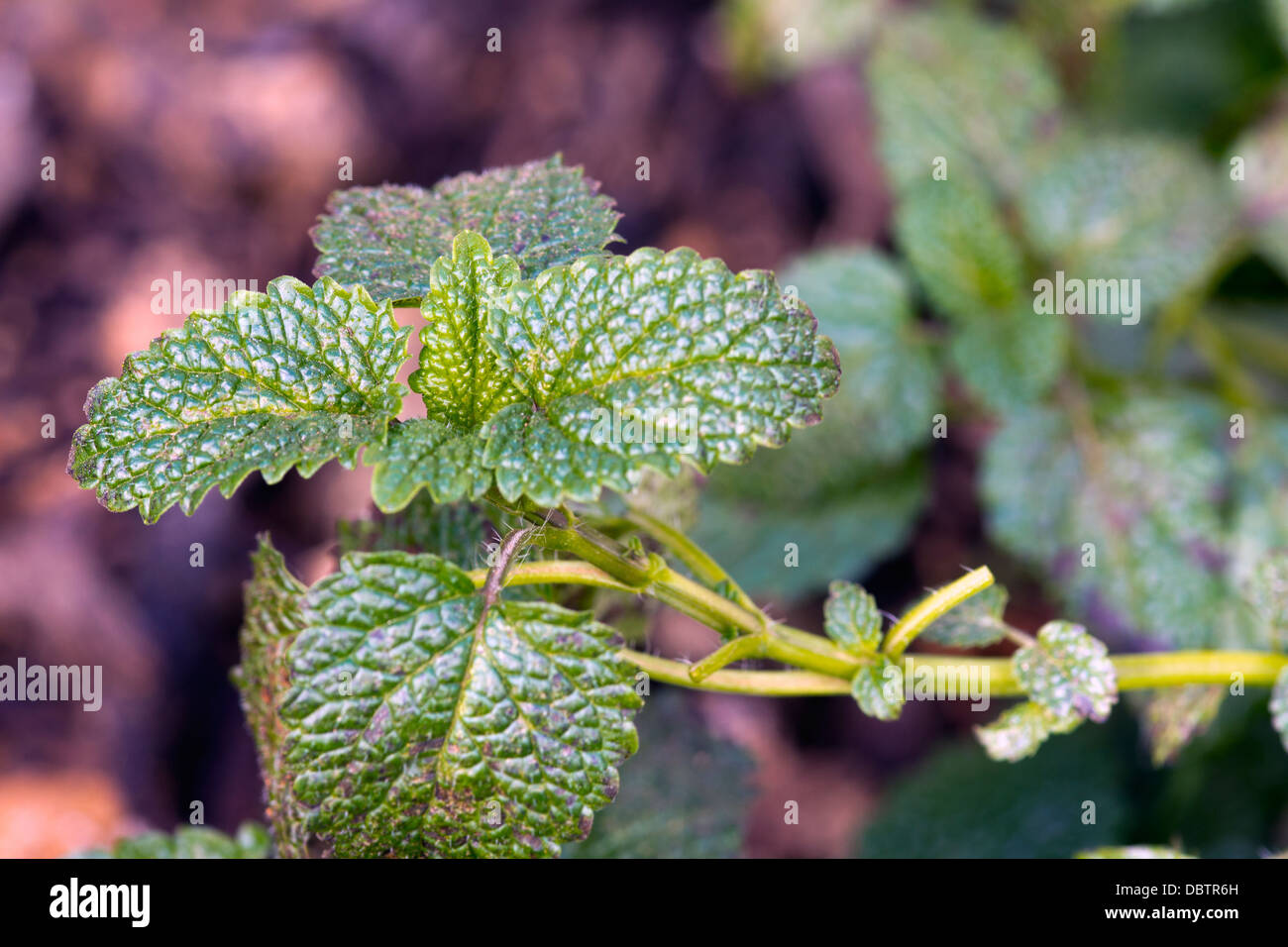 Closeup of Lemon Balm (Melissa officinalis) growing in a cultivated herb garden Stock Photo