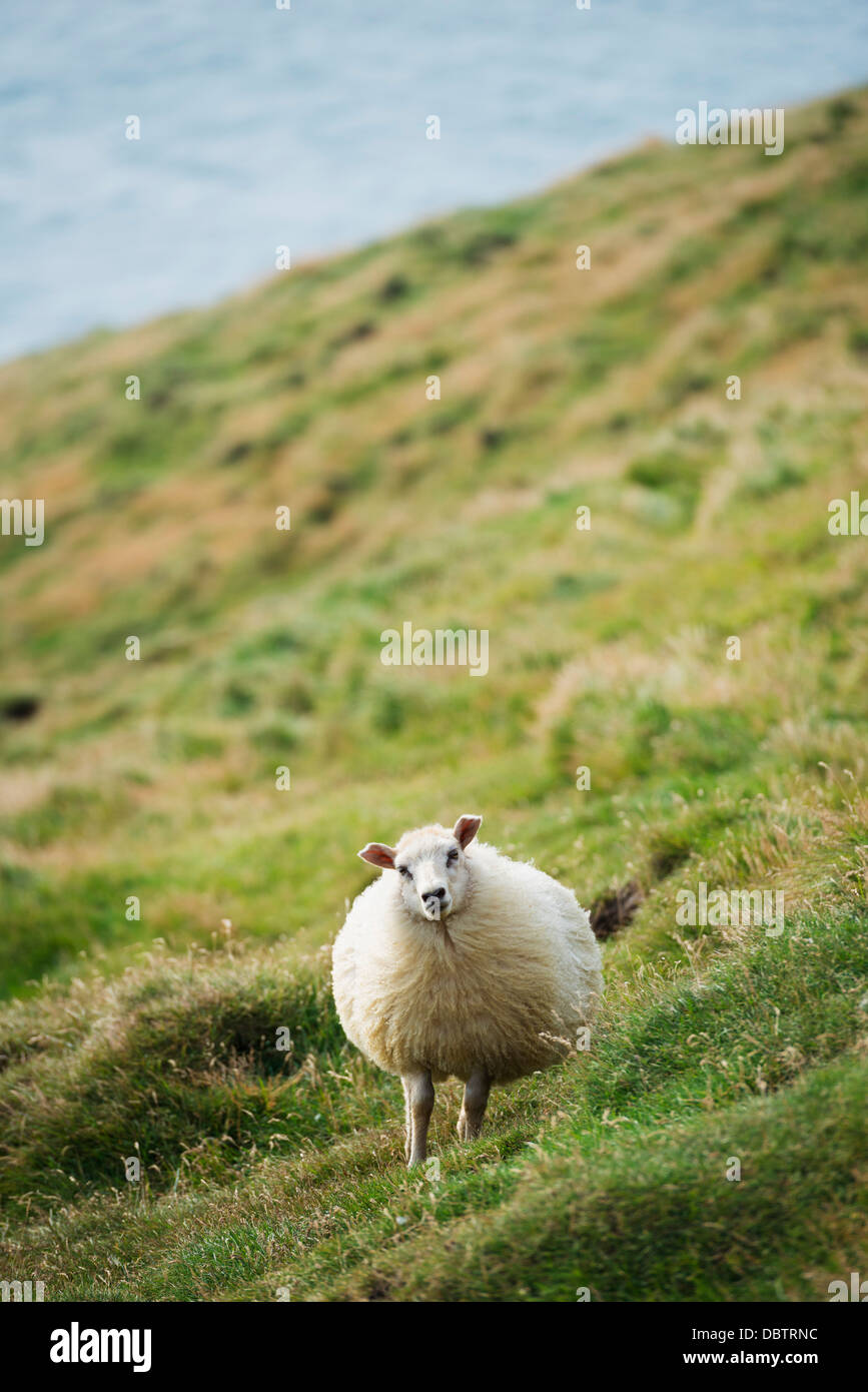 Sheep, Heimaey Island, Vestmannaeyjar, volcanic Westman Islands, Iceland, Polar Regions Stock Photo