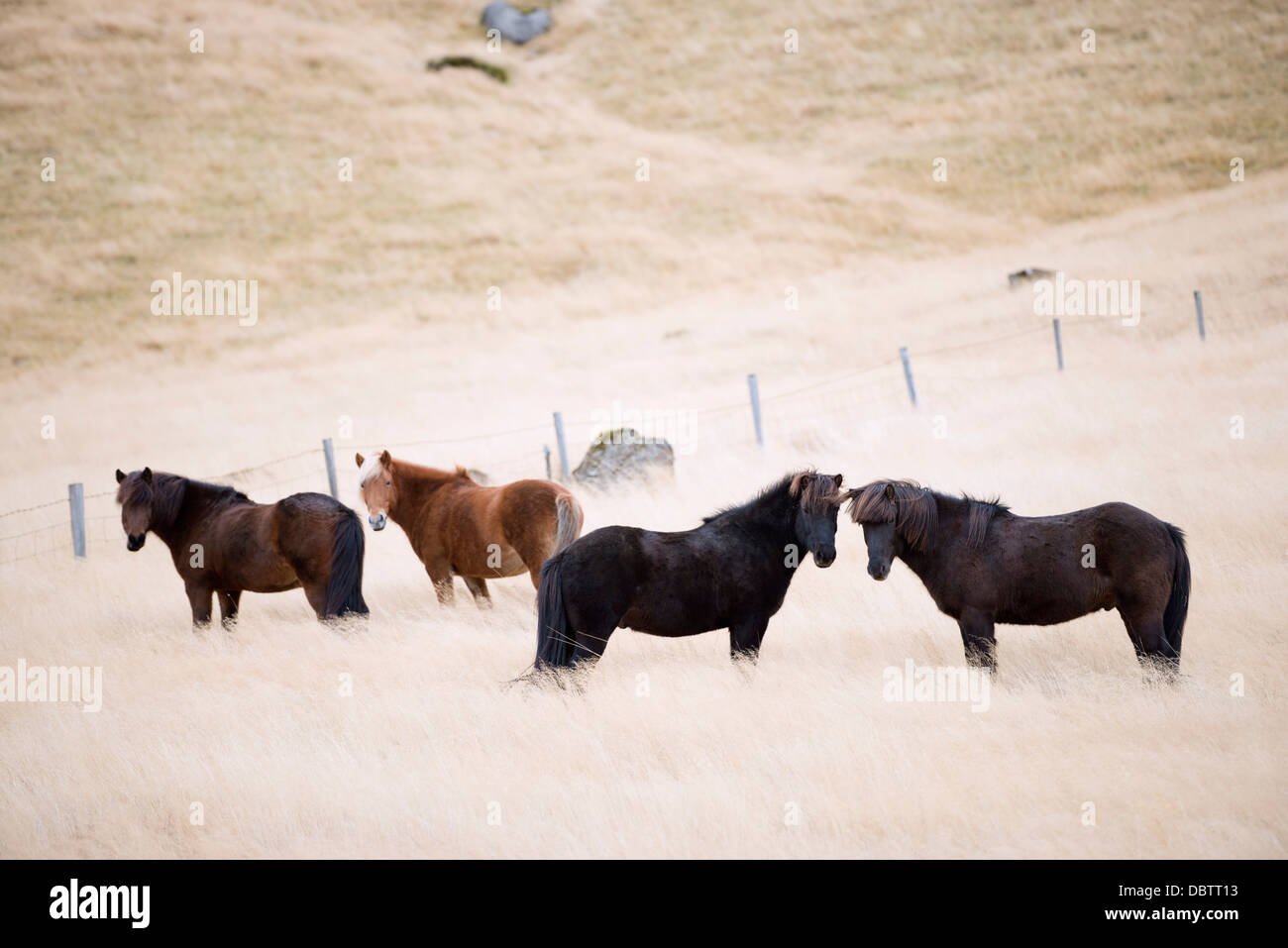 Icelandic horses, Iceland, Polar Regions Stock Photo