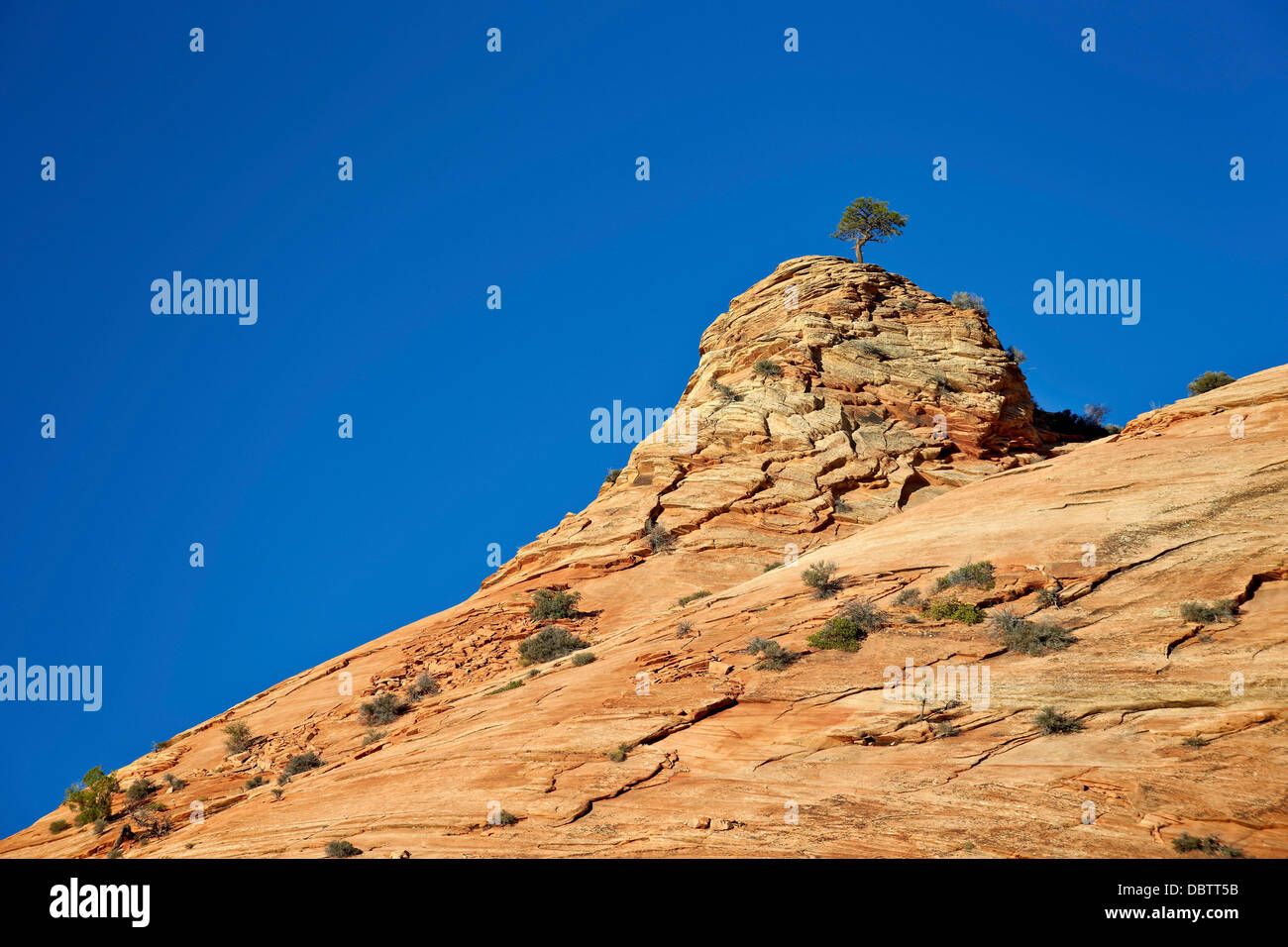 Tree atop a sandstone hill, Zion National Park, Utah, United States of America, North America Stock Photo