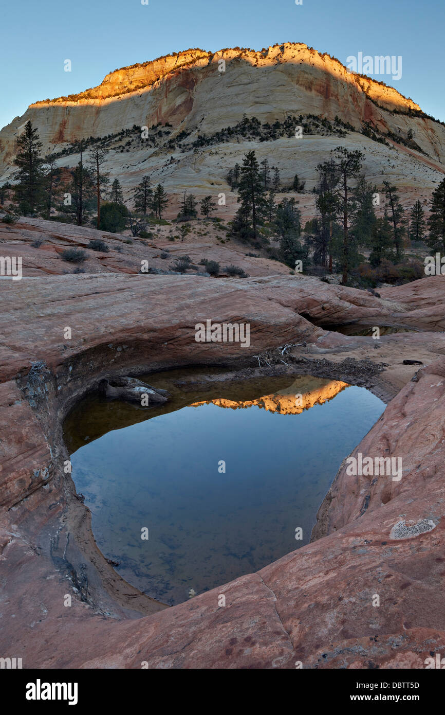 Pool in slick rock at dawn, Zion National Park, Utah, United States of America, North America Stock Photo