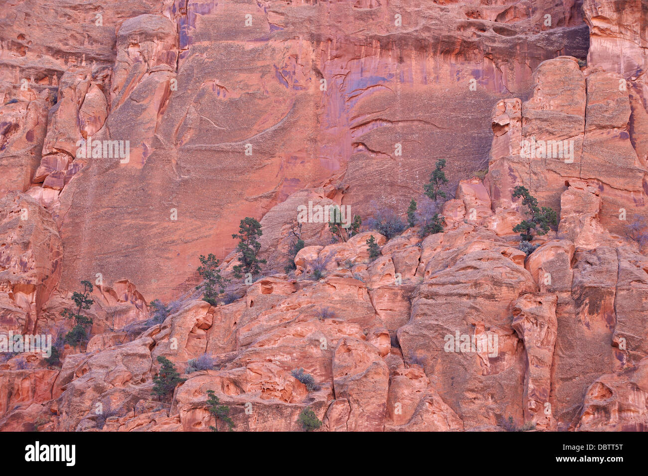 Salmon-coloured sandstone wall with evergreens, Grand Staircase-Escalante National Monument, Utah, United States of America Stock Photo