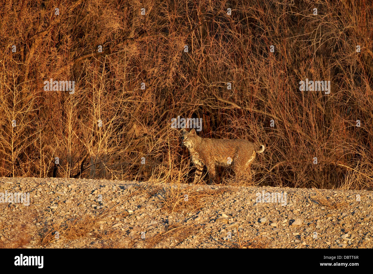 Bobcat (Lynx rufus), Bosque del Apache National Wildlife Refuge, New Mexico, United States of America, North America Stock Photo