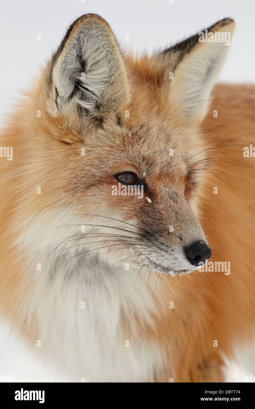 Red fox (Vulpes vulpes) in the snow, Grand Teton National Park, Wyoming, United States of America, North America Stock Photo