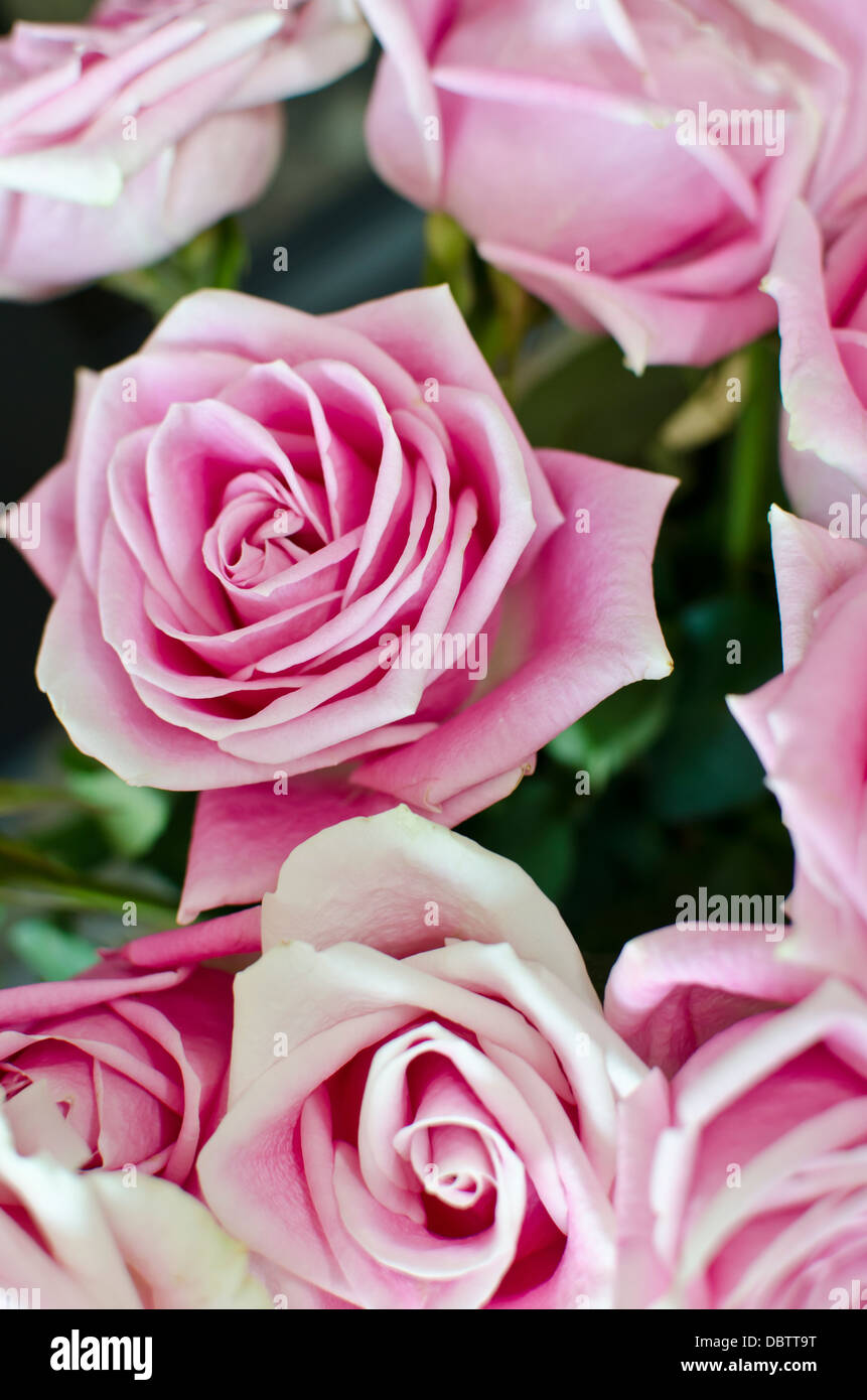 Closeup on a single beautiful pink rose surrounded by several others Stock  Photo - Alamy