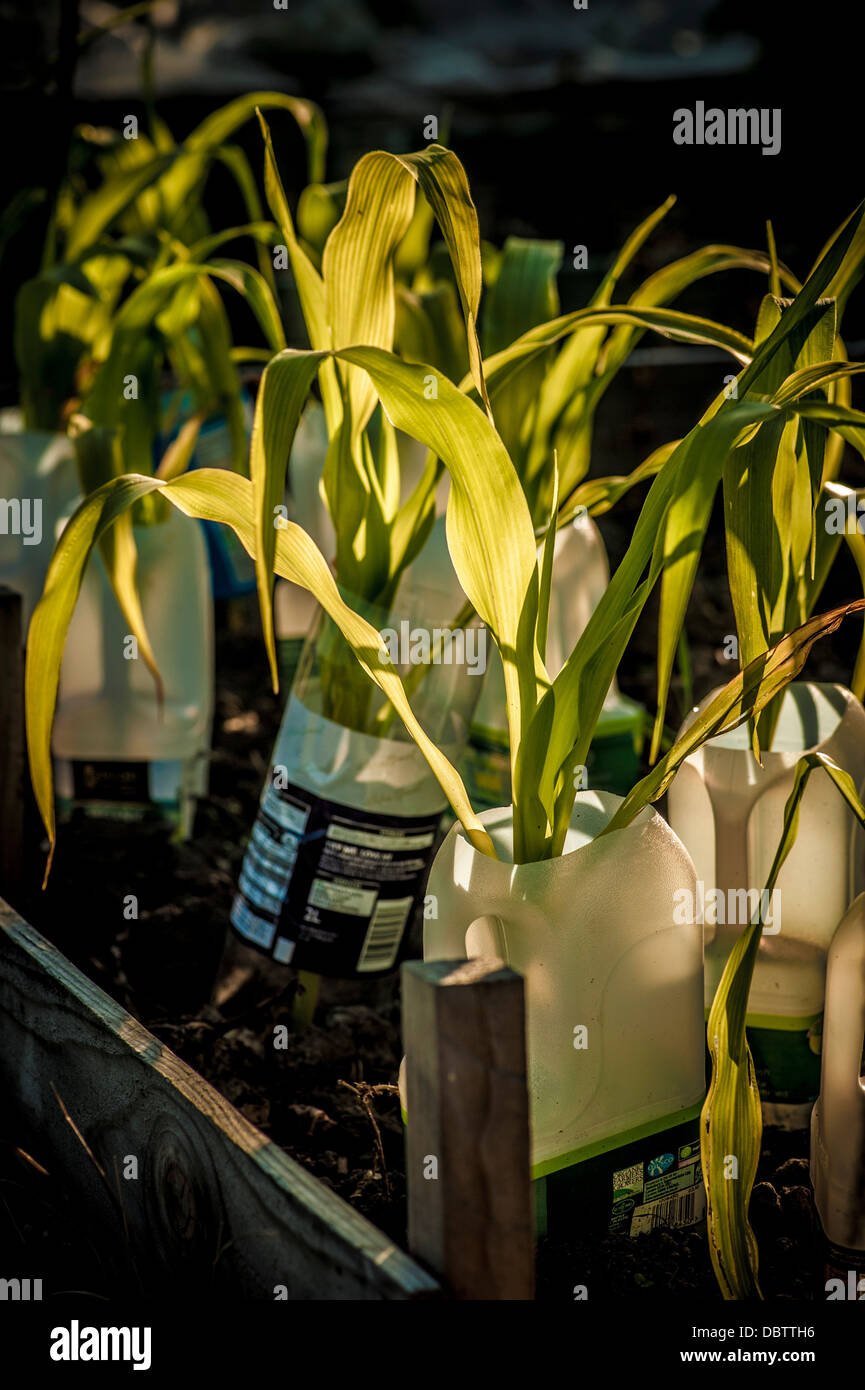 Young Sweet Corn plants protected by plastic milk bottles at allotment