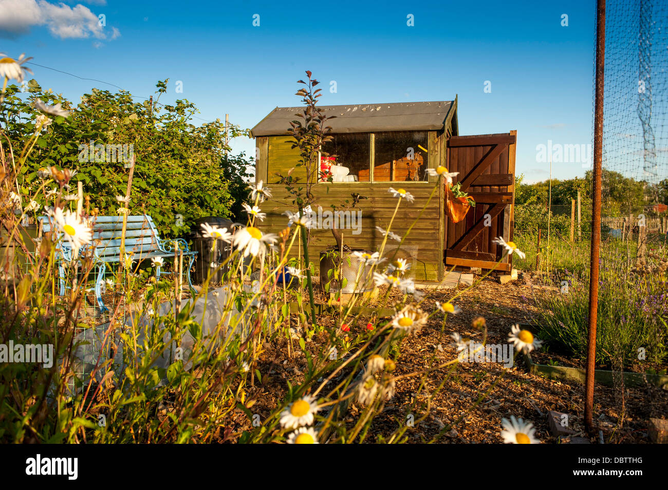 Typical UK allotment Stock Photo 58938476 Alamy