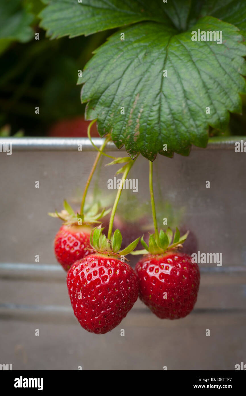 Strawberries growing in galvanised container in a UK garden Stock Photo