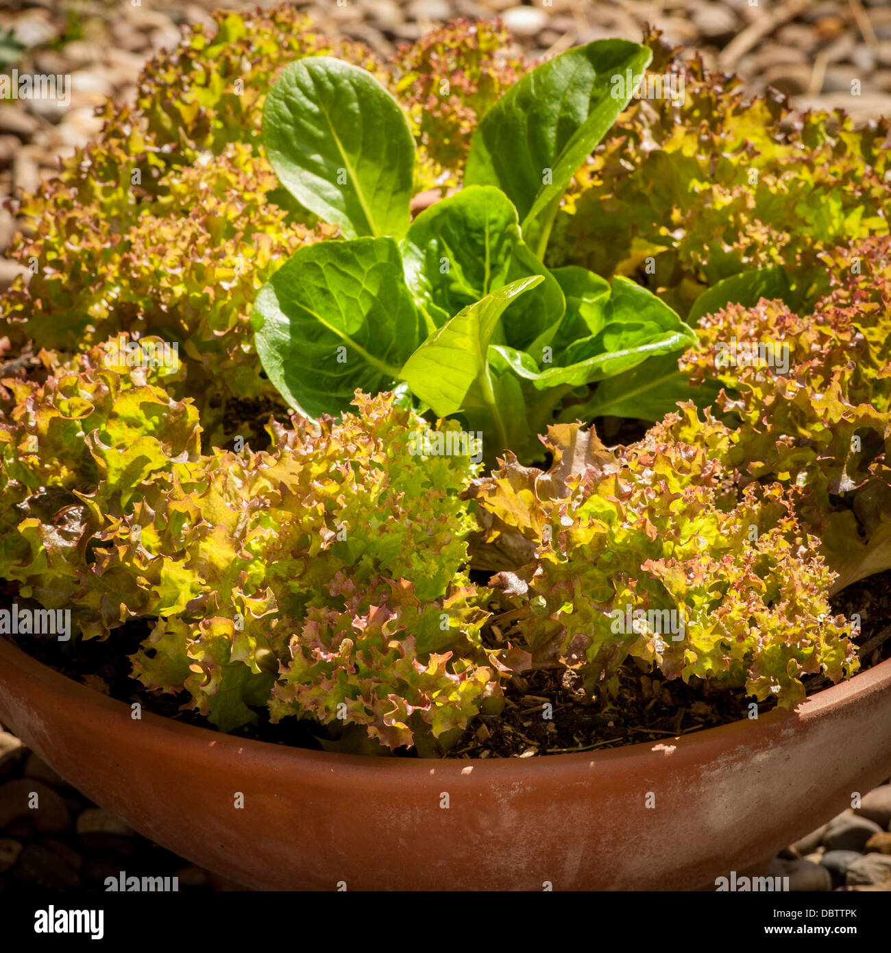 Baby Lollo Rosso and Little Gem lettuce leaves growing in a container garden in the UK. Stock Photo
