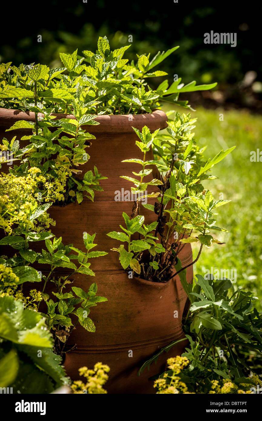 Mint growing in terracotta pot in a UK garden in summer Stock Photo Alamy