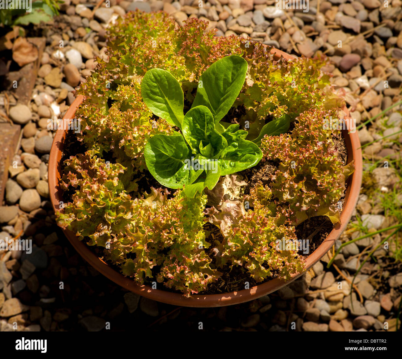 Baby Lollo Rosso and Little Gem lettuce leaves growing in a container on a sunny terrace. Stock Photo