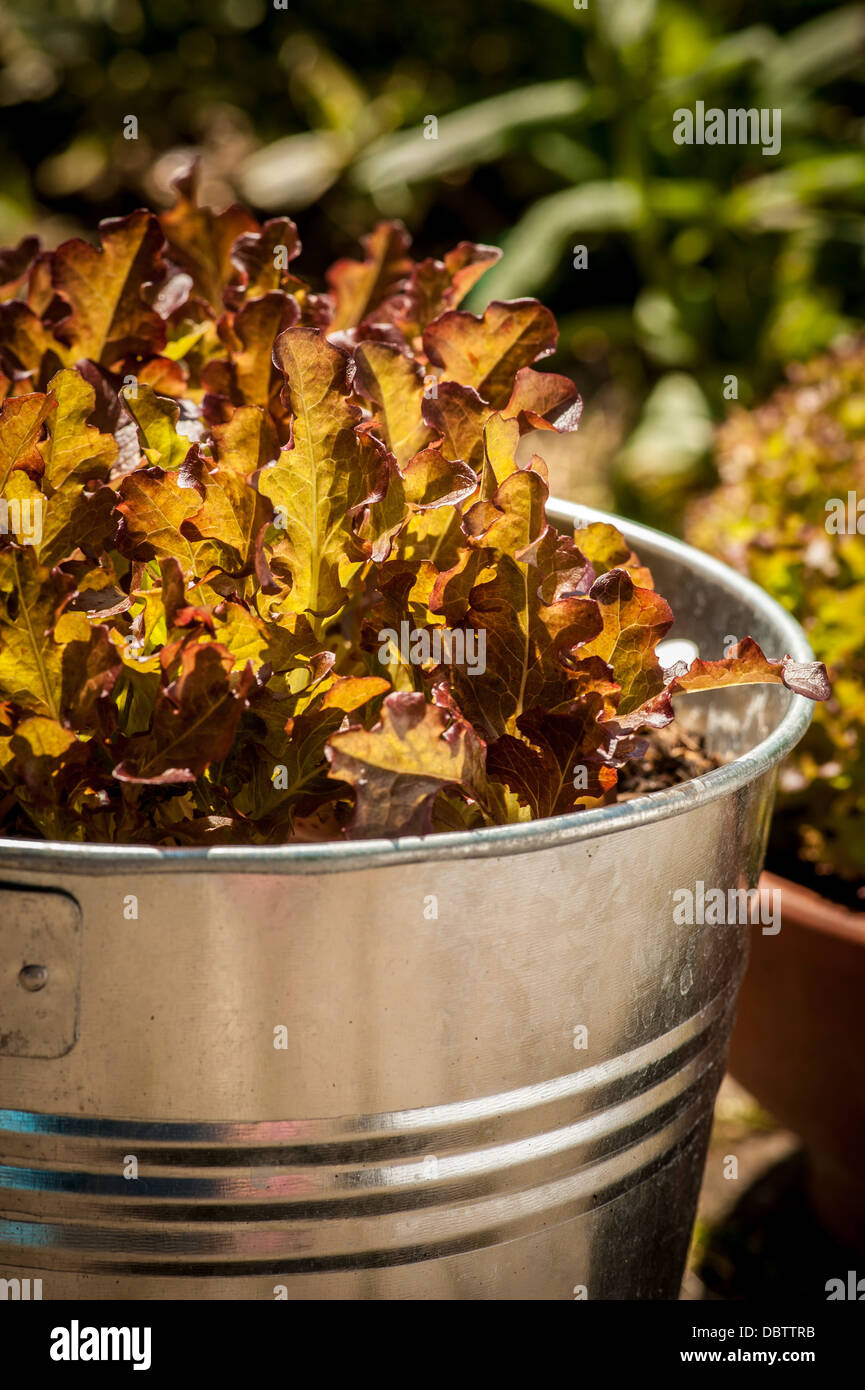 The young red crinkly leaves of Lollo Rosso lettuce leaves growing in galvanised bucket, in a UK garden. Stock Photo