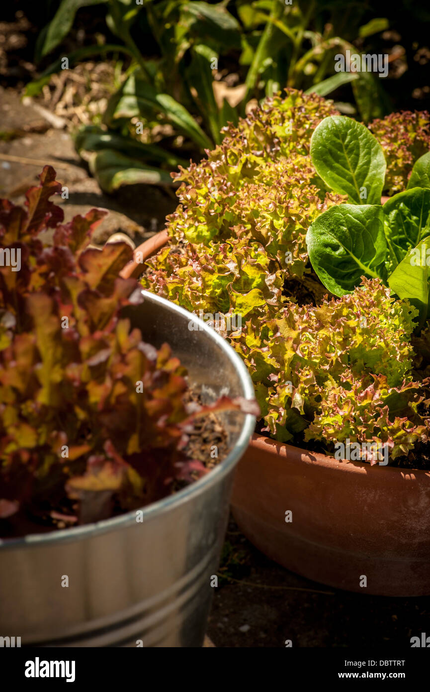 Baby Lollo Rosso and Little Gem lettuce leaves growing in containers. Stock Photo