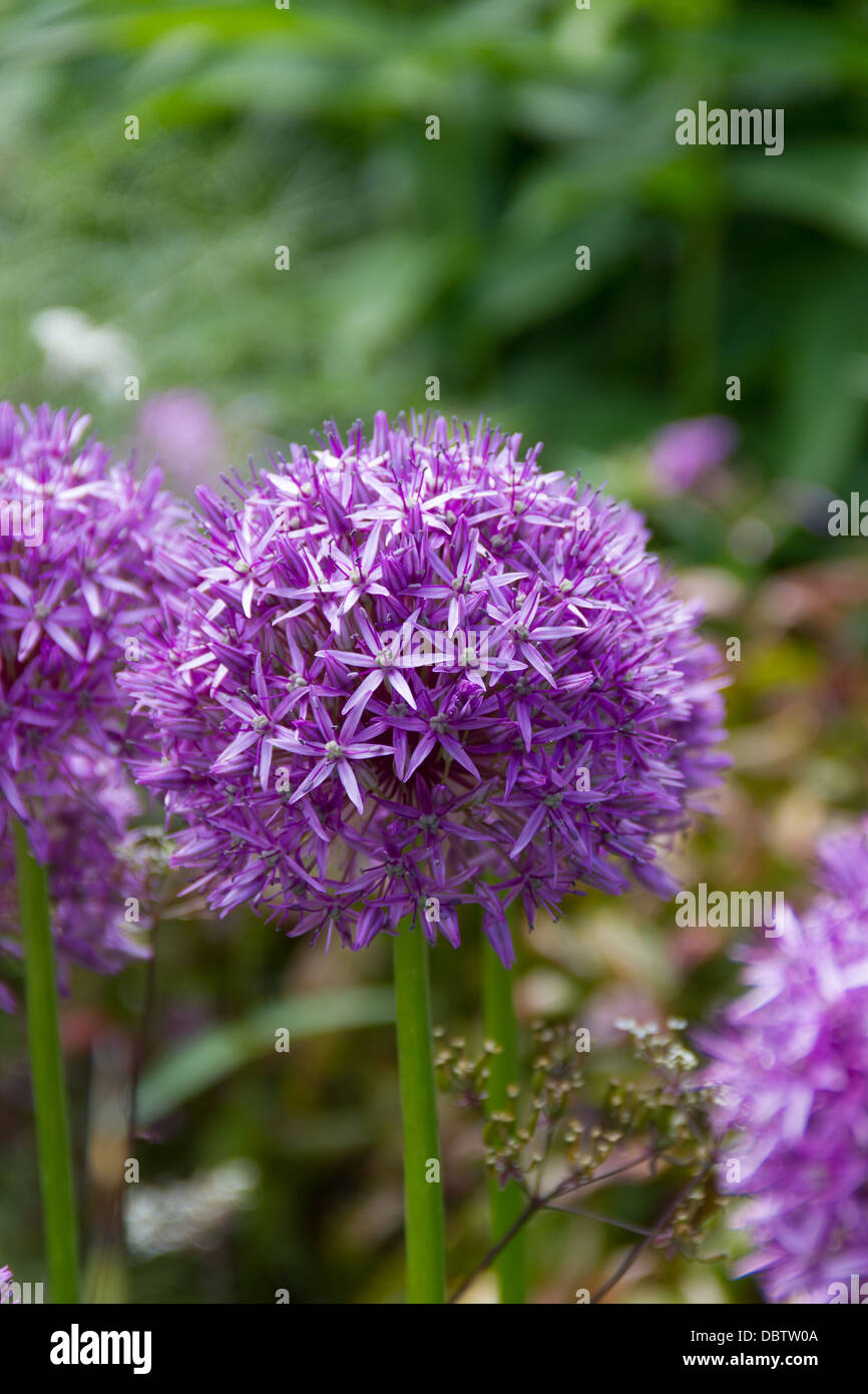 Purple Allium Aflatunense flower bloom Stock Photo