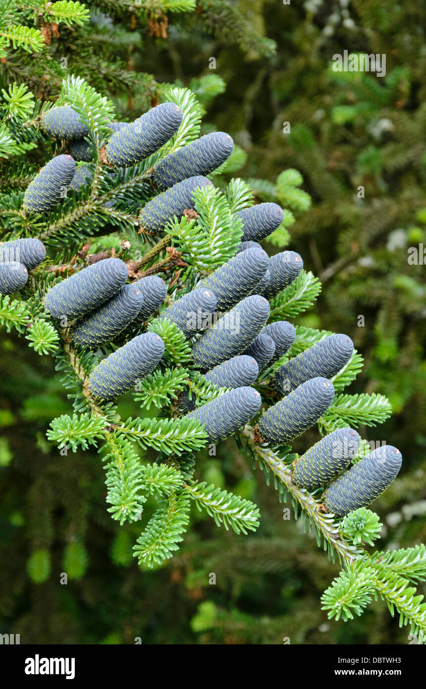 Korean fir (Abies koreana) Stock Photo