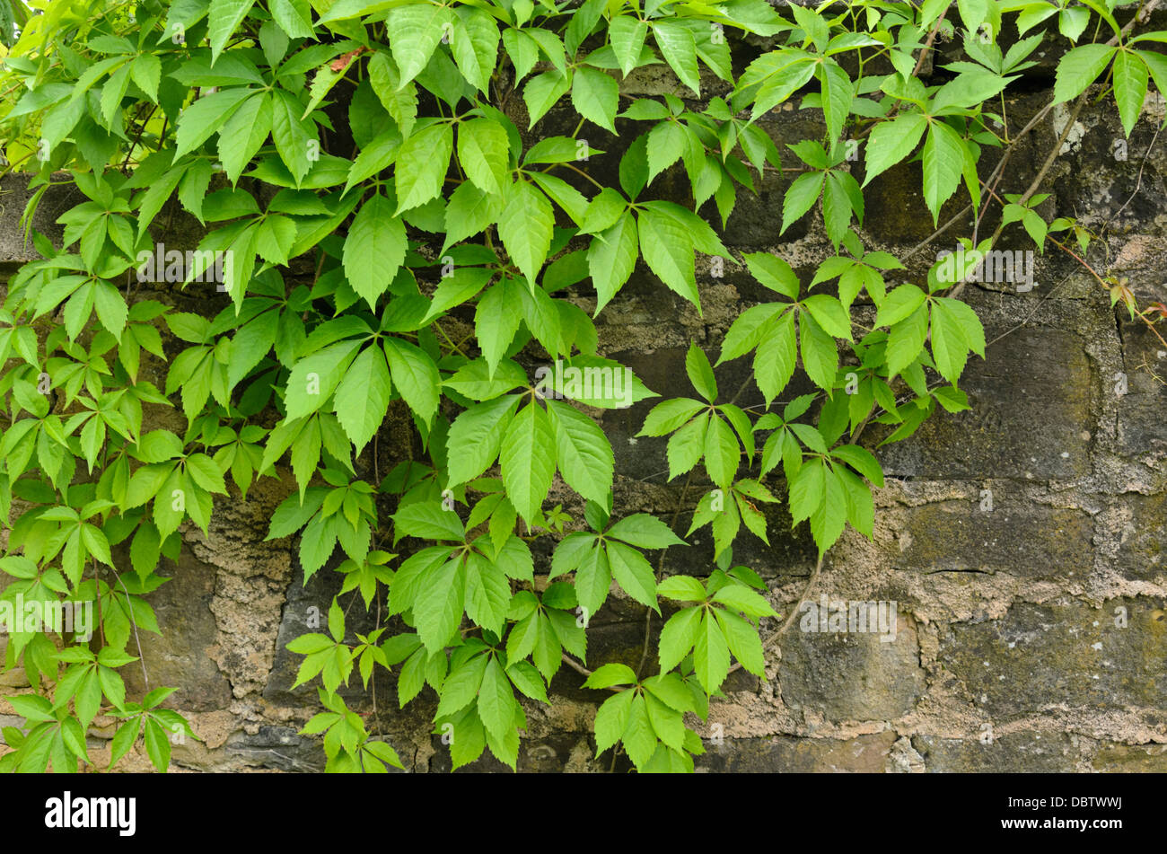 Virginia creeper (Parthenocissus quinquefolia) Stock Photo
