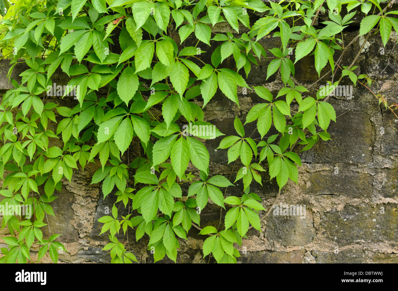 Parthenocissus quinquefolia