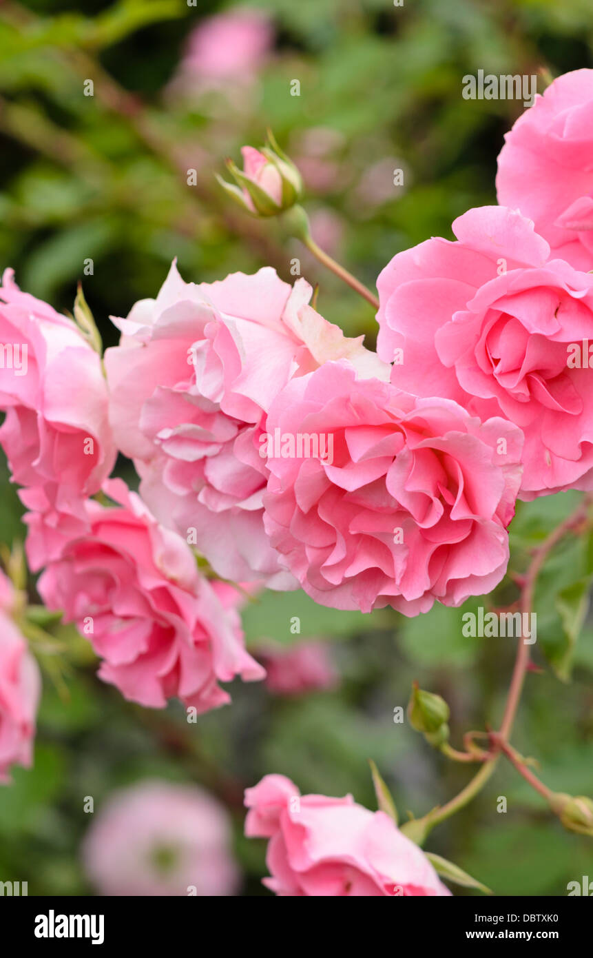 Polyantha rose (Rosa Nathalie) Stock Photo