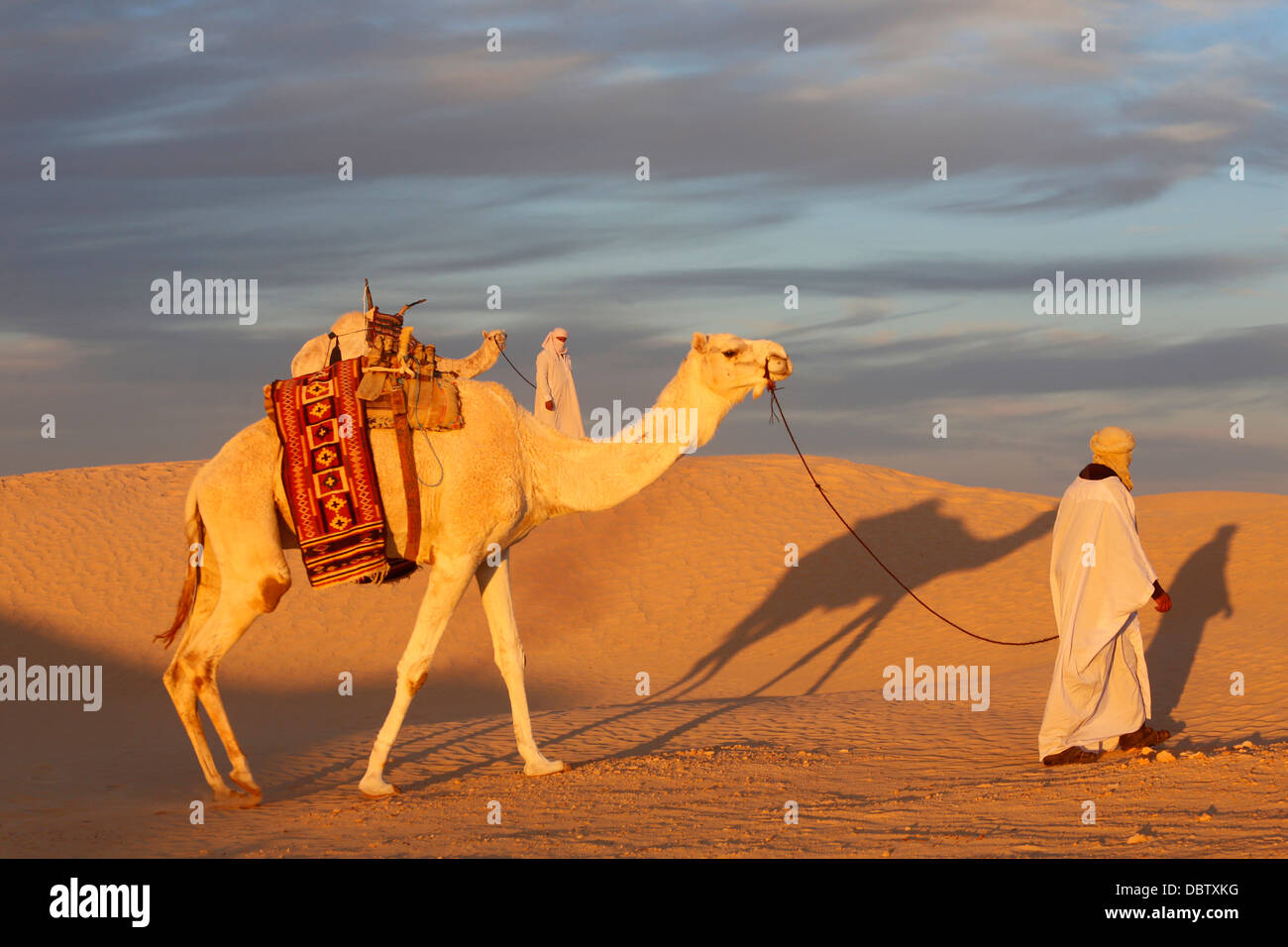 Camel driver in the Sahara, Douz, Kebili, Tunisia, North Africa, Africa Stock Photo