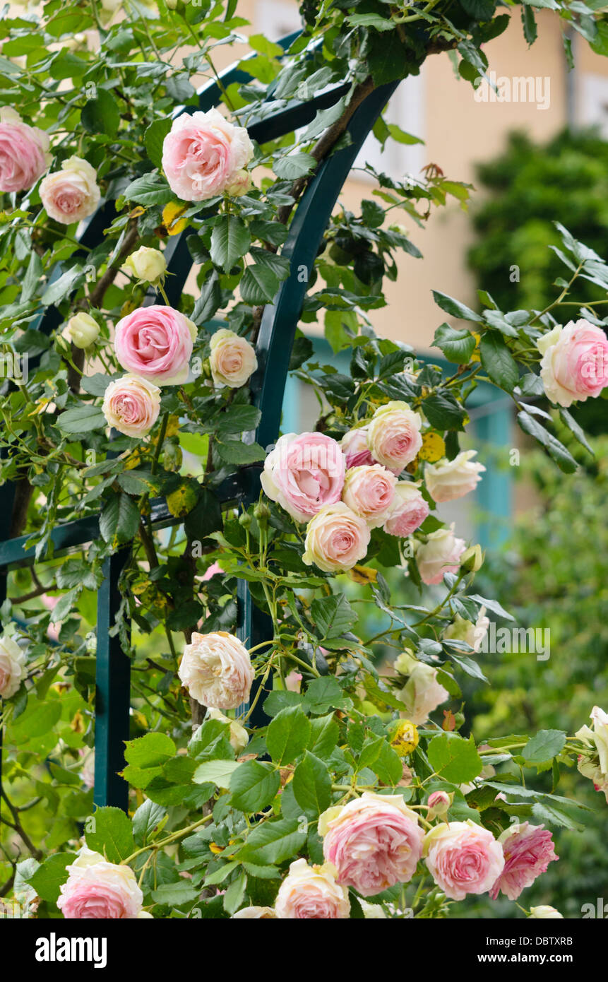 Climbing rose (Rosa Pierre de Ronsard Stock Photo - Alamy