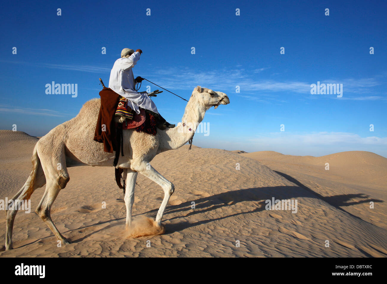 Dromedary rider in the Sahara, Douz, Kebili, Tunisia, North Africa, Africa Stock Photo