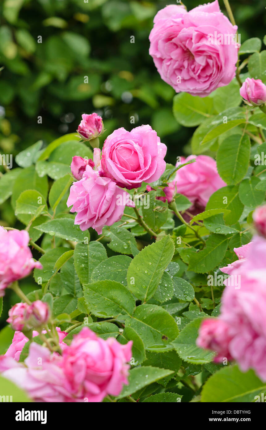 Damask rose (Rosa x damascena 'Marie Louise') Stock Photo