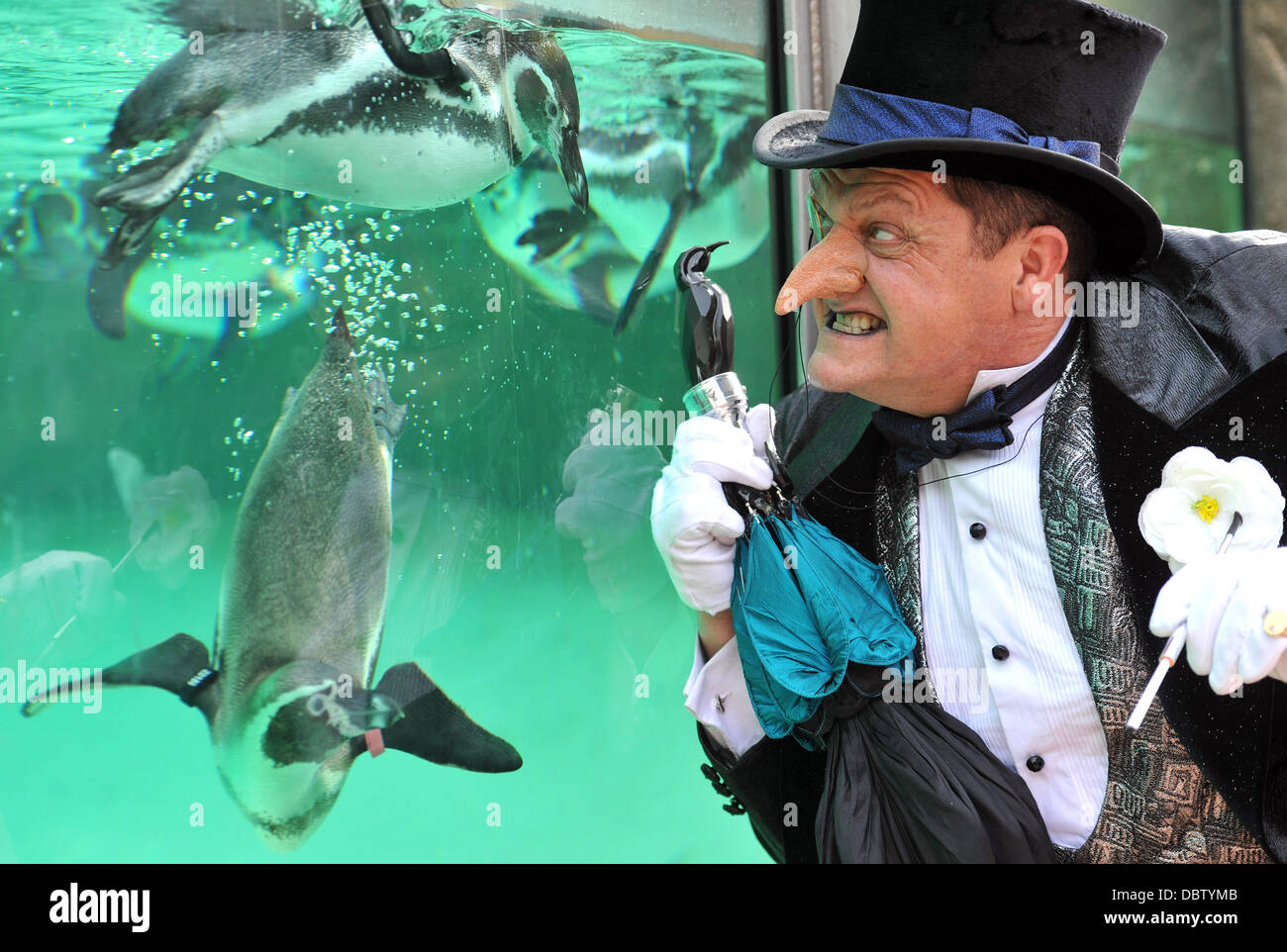 Real life Penguins and The Penguin from the Batman Live show meet on the new Penguin Beach at London Zoo. London, England - 22.08.11 Stock Photo