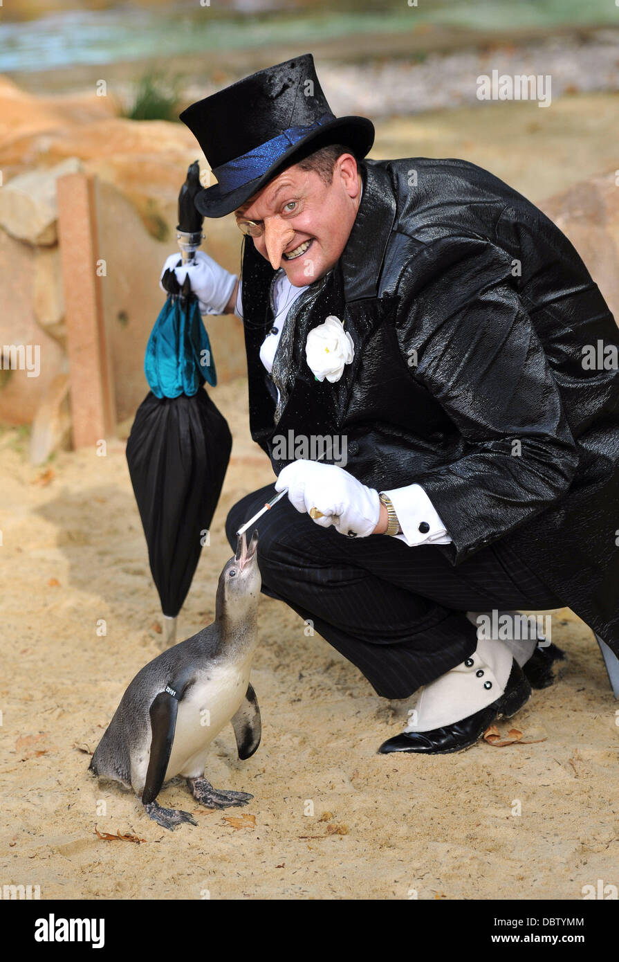 Real life Penguins and The Penguin from the Batman Live show meet on the new Penguin Beach at London Zoo. London, England - 22.08.11 Stock Photo