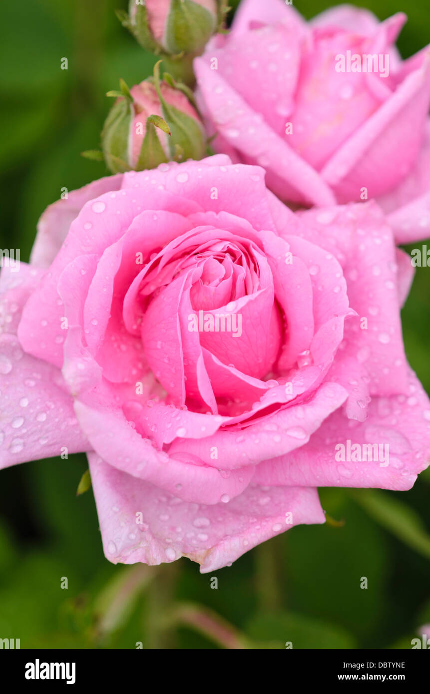 Knorr hi-res stock photography and images - Alamy