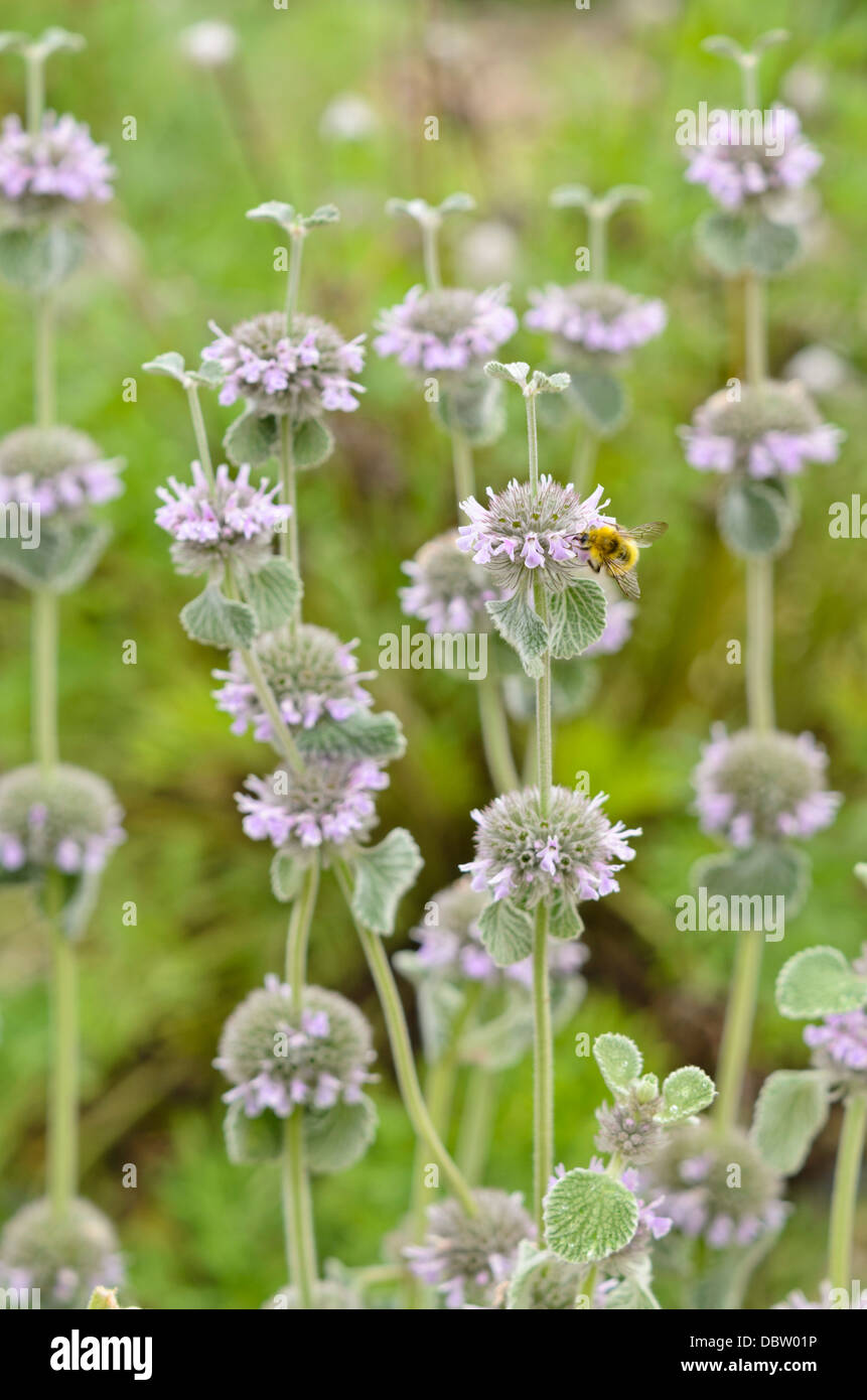 Dwarf horehound (Marrubium supinum) and bumble bee (Bombus) Stock Photo