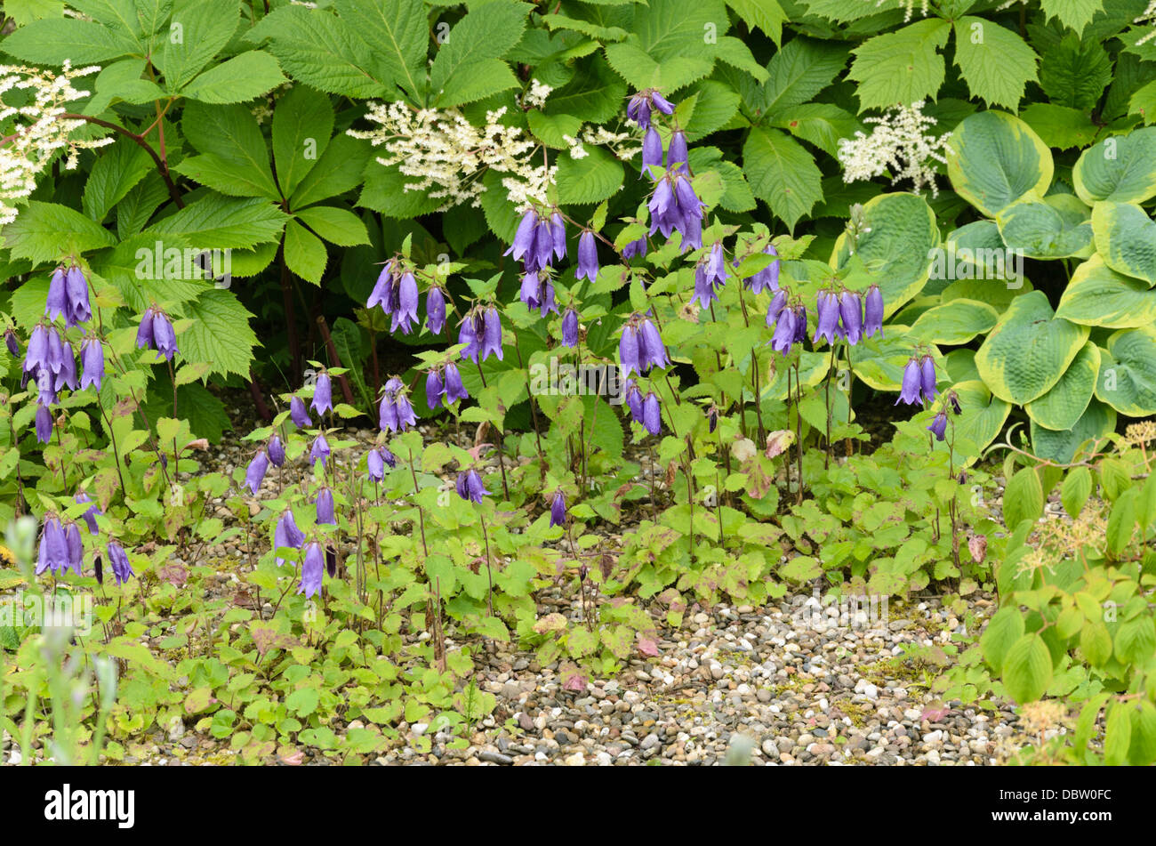 Spotted bellflower (Campanula punctata) Stock Photo