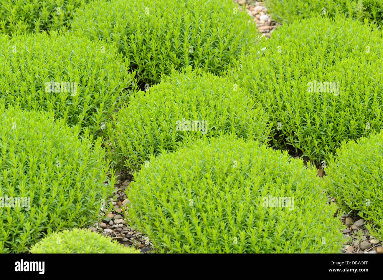 Winter savory (Satureja montana subsp. illyrica syn. Satureja subspicata) Stock Photo
