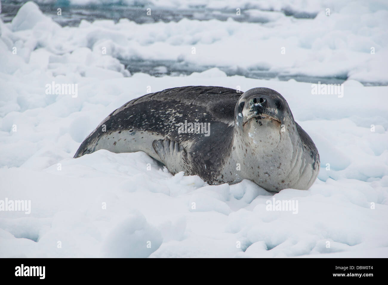Leopard seal (Hydrurga leptonyx), Enterprise Island, Antarctica, Polar Regions Stock Photo
